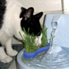Aquagarden mit Katze