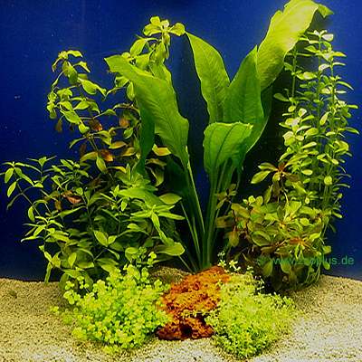 Aquarienpflanzen Sortiment für 60 cm Aquarien - 7 Topfpflanzen