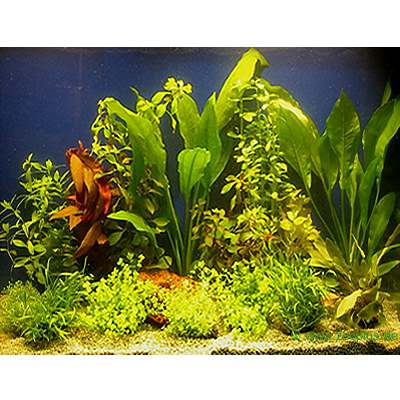 Aquarienpflanzen Sortiment für 100 - 120 cm Aquarien - 15 Topfpf