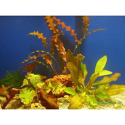 Aquarienpflanzen Solit�rpflanzen Set - 3 Topfpflanzen