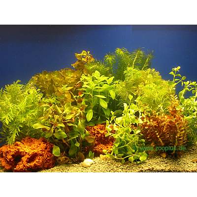 Aquarienpflanzen Bundpflanzen-Sortiment - 10 Bund Pflanzen