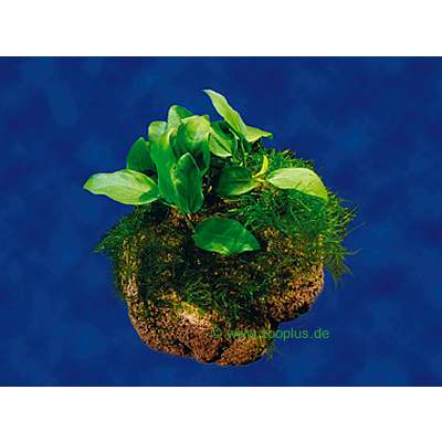 Dennerle Aquarienpflanzen bepflanzter Stein - 1 bepflanzter Stei