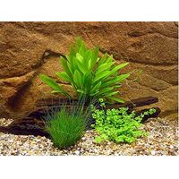 Aquarienpflanzen kleines Garnelen Set - - 3 Pflanzenarten