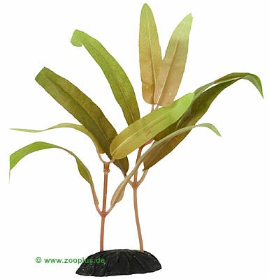 Ammannia - 30 cm