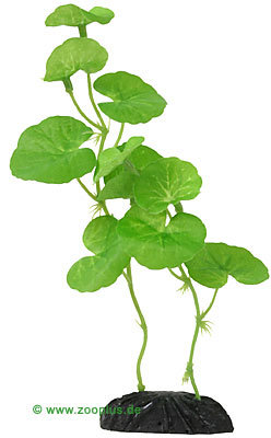 Hydrocotyle - 30 cm