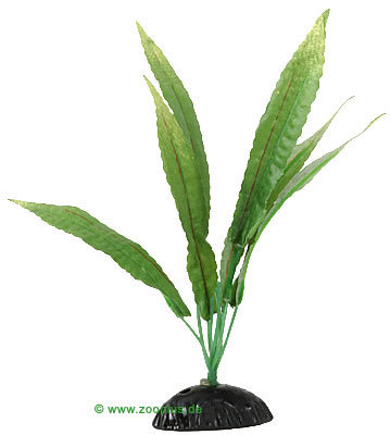 Cryptocoryne Aquarienpflanze - 1 St�ck, ca. 30 cm hoch