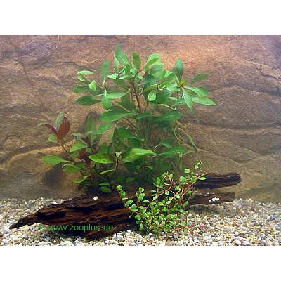 Aquarienpflanzen Set mit r�tlichen Pflanzen - 3 Pflanzenarten