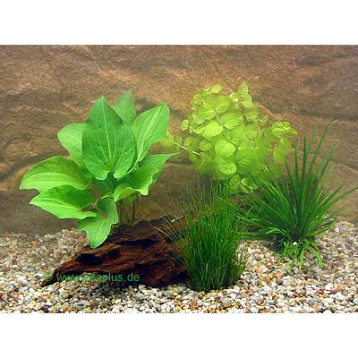 Aquarienpflanzen Goldfischbecken Topfpflanzen Set - 4 Topfpflanz