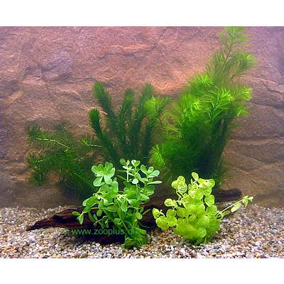 Aquarienpflanzen Goldfischbecken Bundpflanzen Set 5 verschiedene Pflanzenarten