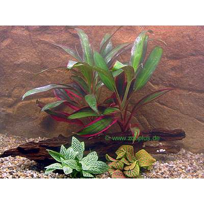 Aquarienpflanzen Aquariumblumenstrau� - 3 Pflanzen