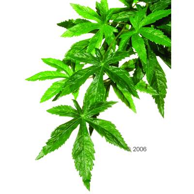 Hagen Exo Terra Abutilon - Ma�e: L�nge ca. 55 / Durchmesser: 20 cm