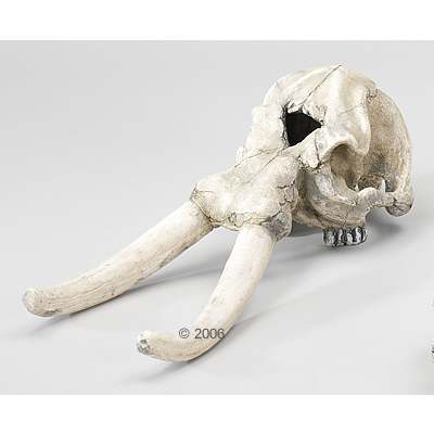 Elephant Totenkopf Aquariumdeko - Größe ca. 44 cm