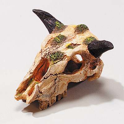 Caraboo Totenkopf Aquariumdeko - Gr��e ca. 12 cm