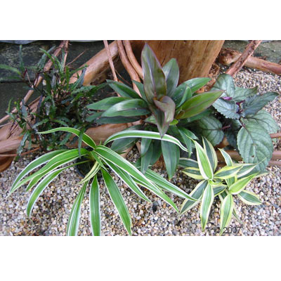 Buntes Feuchtterrarium Set - 5 Pflanzen
