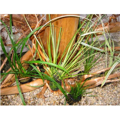 Feuchtterrarium Set - 5 Pflanzen