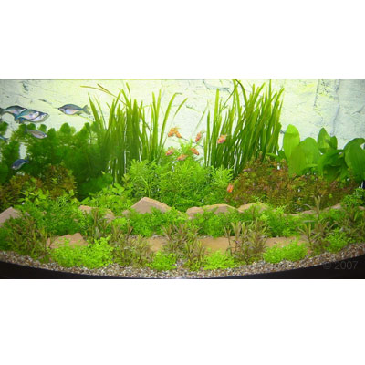 Asia Unterwasserlandschaft Typ 1 48 Pflanzen