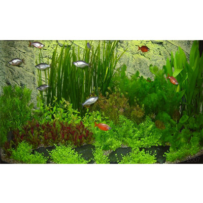 Asia Unterwasserlandschaft Typ 2 63 Pflanzen