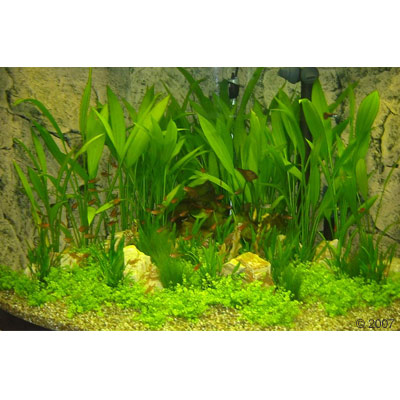 Unterwasserlandschaft Gesellschaftsaquarium Eckquarium 36 Pflanzen
