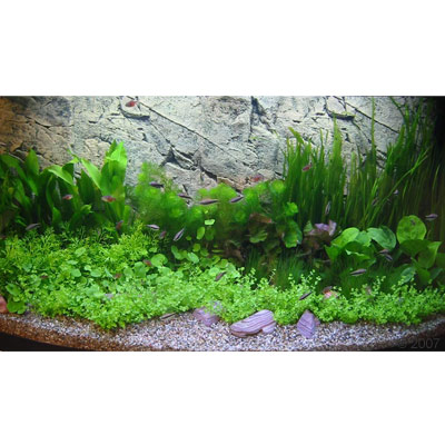 Unterwasserlandschaft Gesellschaftsaquarium 44 Pflanzen