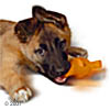 Puppy with Puppy Egg