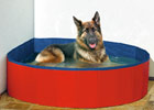 Doggy Pool