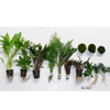Zooplants Bunte Mischung