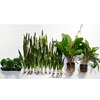 Zooplants Diskus-Werfer