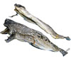Dorsch ganzer Fisch