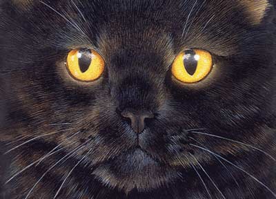 Fressnapfunterlage Cat�s Eyes - 300 x 420 mm