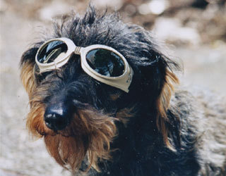 Hundebrille Mini Sondermodell - - Mini