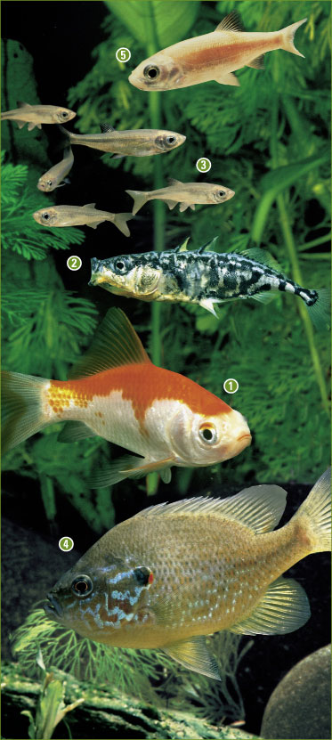 Tetra Gartenteich Fische