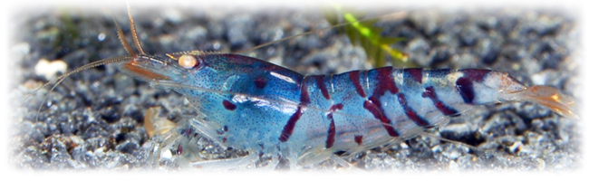 Blaue_Tigergarnele