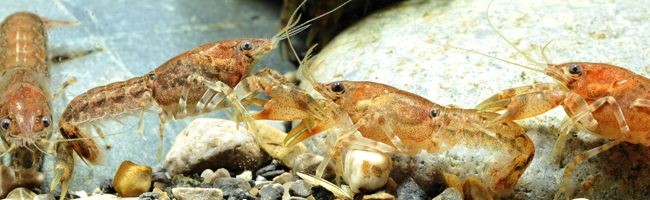 Cambarellus_sp_louisiana