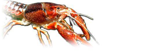 Procambarus_Clarkii_Ghost