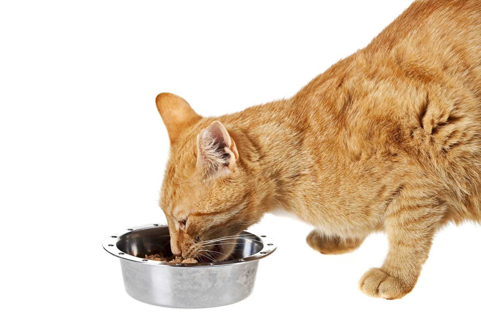 Cat Food