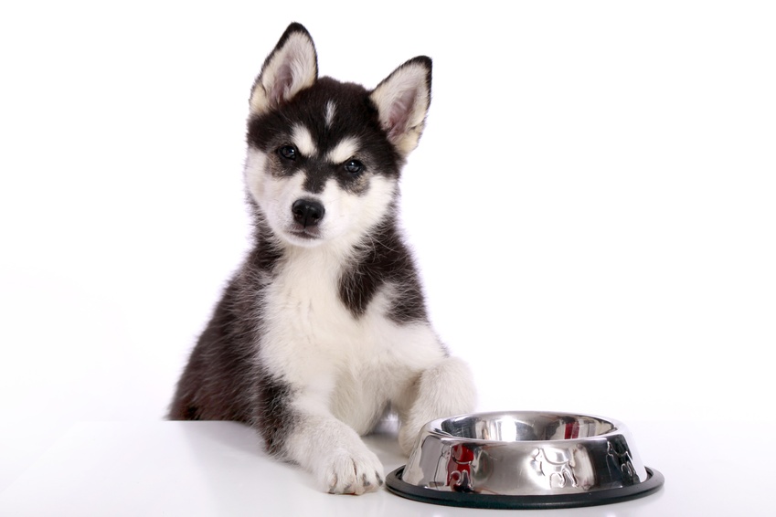 Dieta Barf per cani