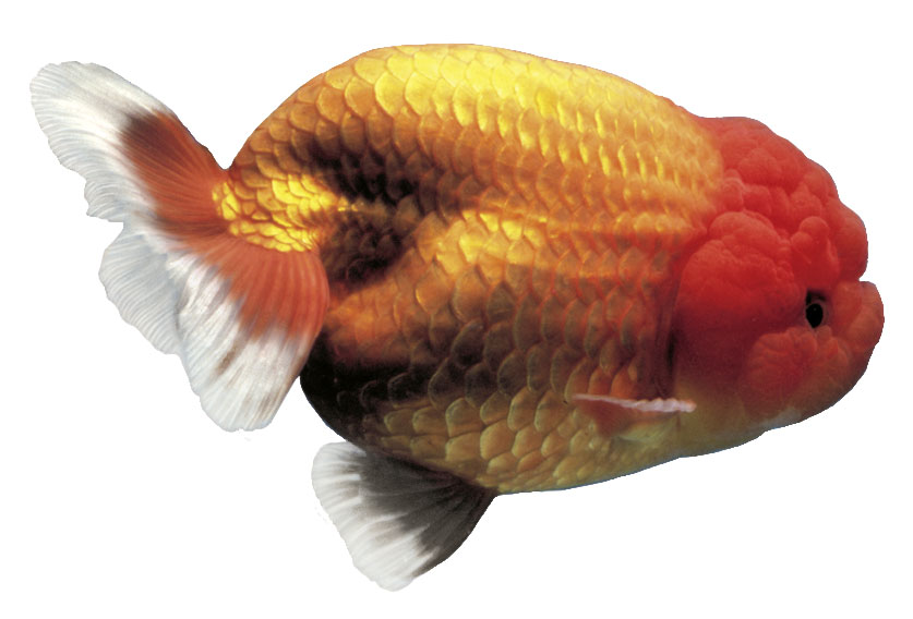 Tetra Goldfisch