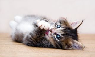 Perserkatze
