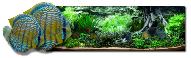 Diskus_Banner
