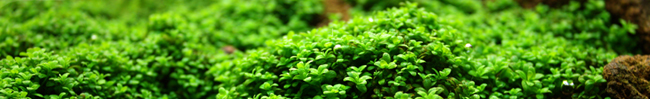 Aquascaping_Banner
