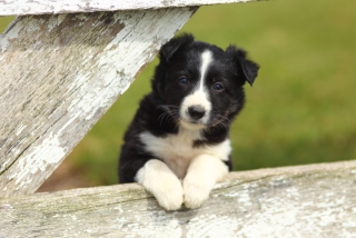 Hunde shop