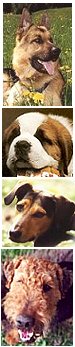hunde_collage_1.jpg