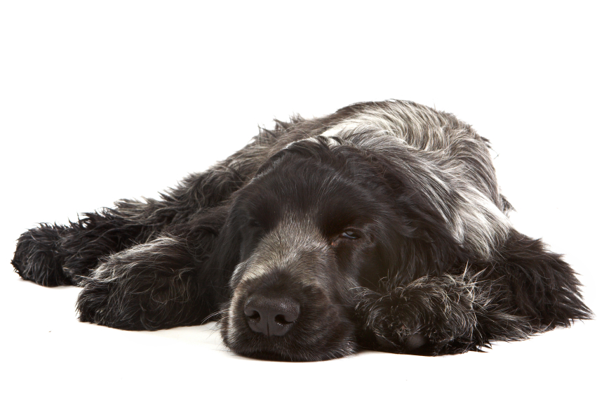 Hundemagazin Schnupfen beim Hund