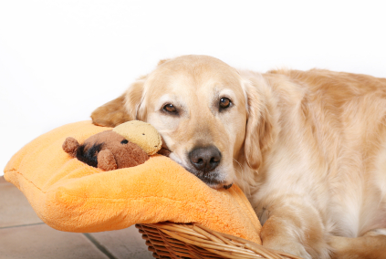 Chien âgé en plein repos