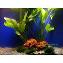 Aquarienpflanzen Amazonas-Mutterpflanzen Set- 2 Topfpflanzen