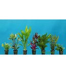 Dennerle Aquarienpflanzen Einsteigerset 100 - 120 cm - - 13 Pflanzen
