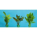 Dennerle Aquarienpflanzen Solitärpflanzen Sortiment - - 3 Pflanzen