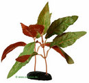 Alternanthera- 15 cm