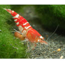 Kristallrote BienengarneleCrystal Red- 10 Garnelen