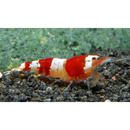 Red Bee Garnele Grade A (Vierband) - - 2 Garnelen 92313.0